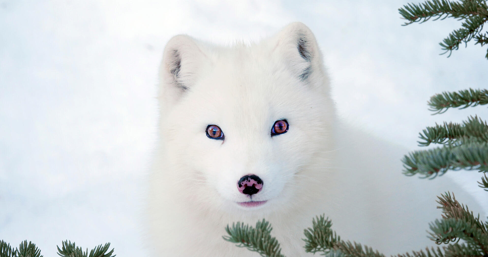 Kina & Yuk - et arktisk eventyr