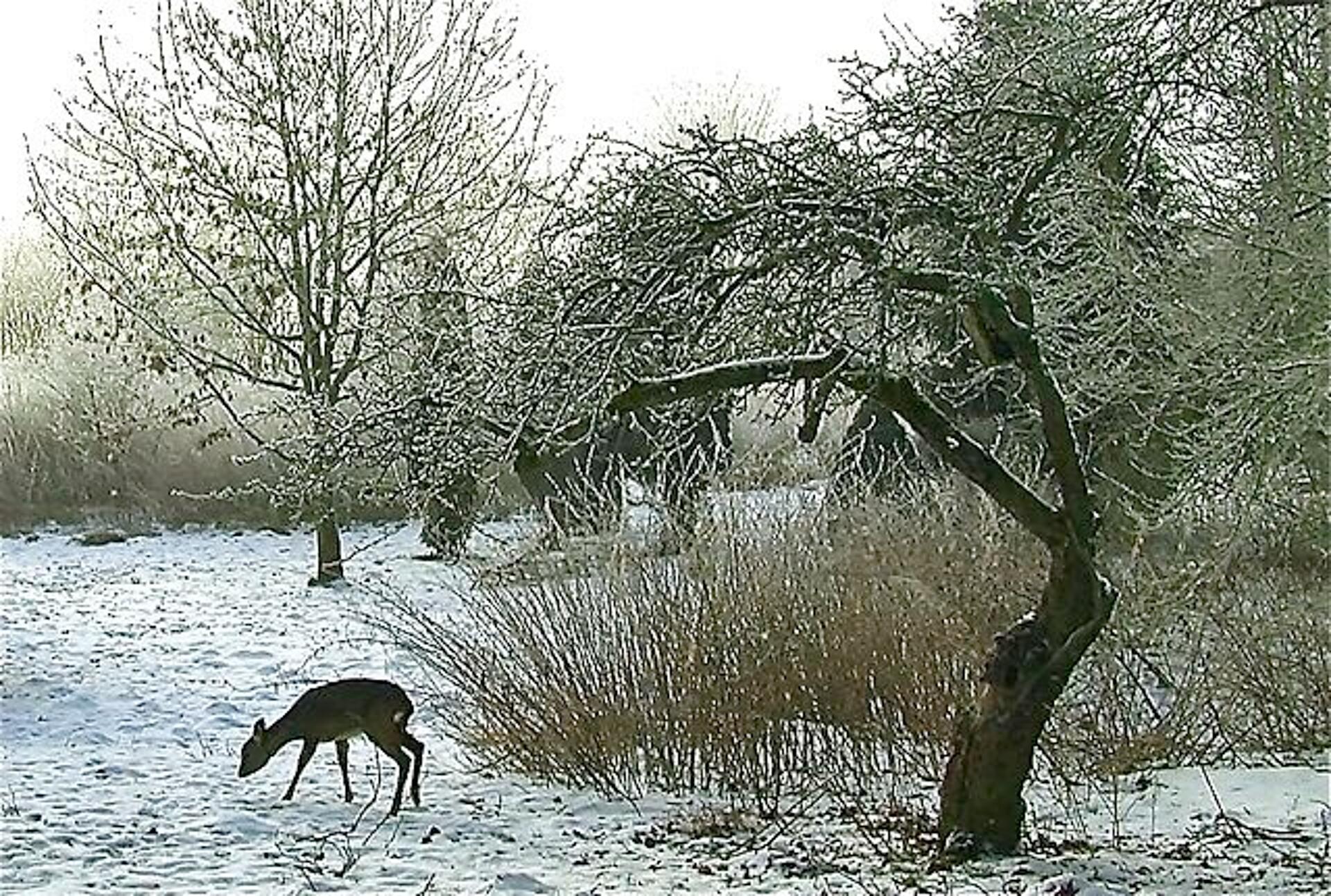 De små vilde 2:4 - Vinter