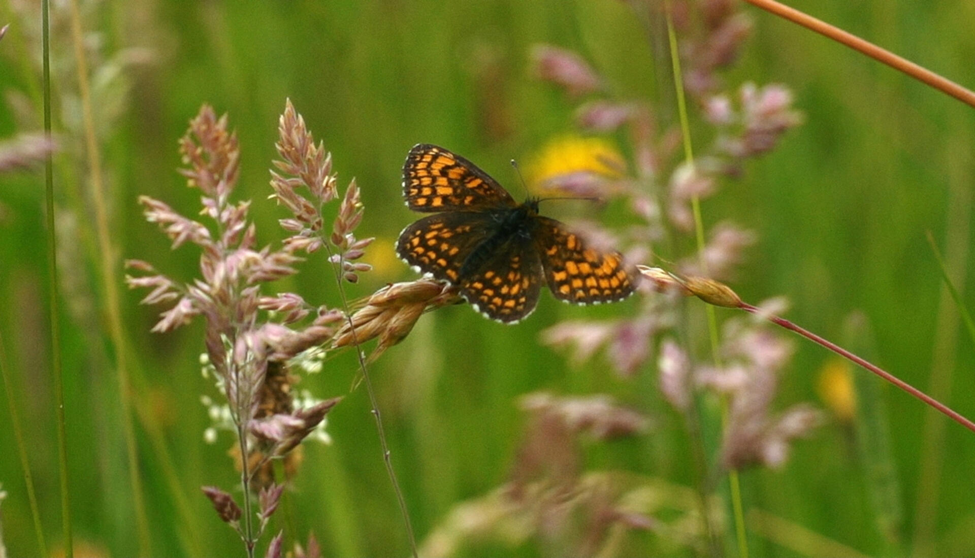 Organiseret vildskab