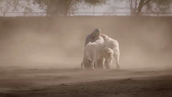 forhåndsvisning af film