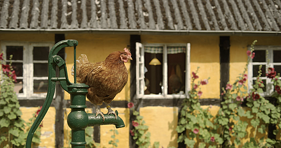 forhåndsvisning af film