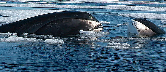 forhåndsvisning af film