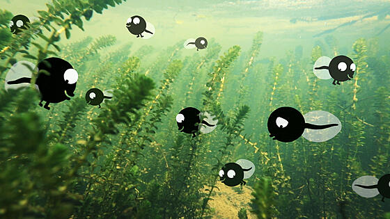 forhåndsvisning af film