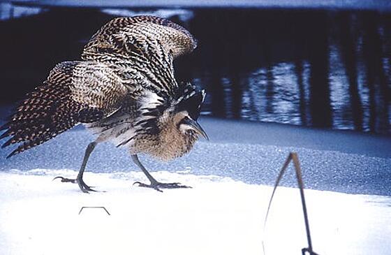 layout image (to proper size of the container)