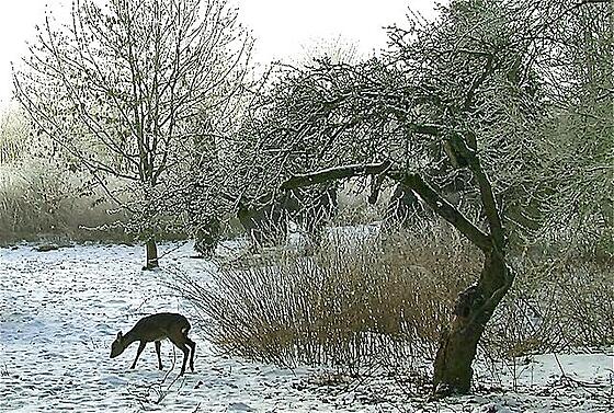 layout image (to proper size of the container)