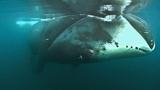 layout image (to proper size of the container)