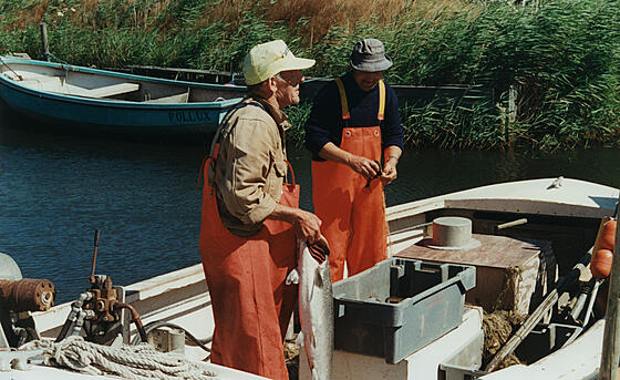 forhåndsvisning af film