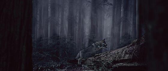 layout image (to proper size of the container)