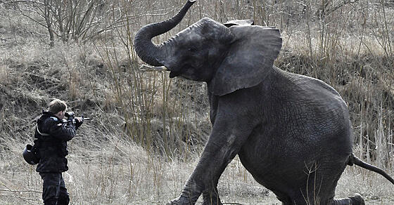 forhåndsvisning af film