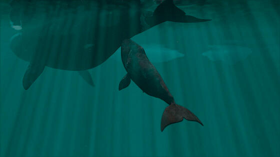 layout image (to proper size of the container)