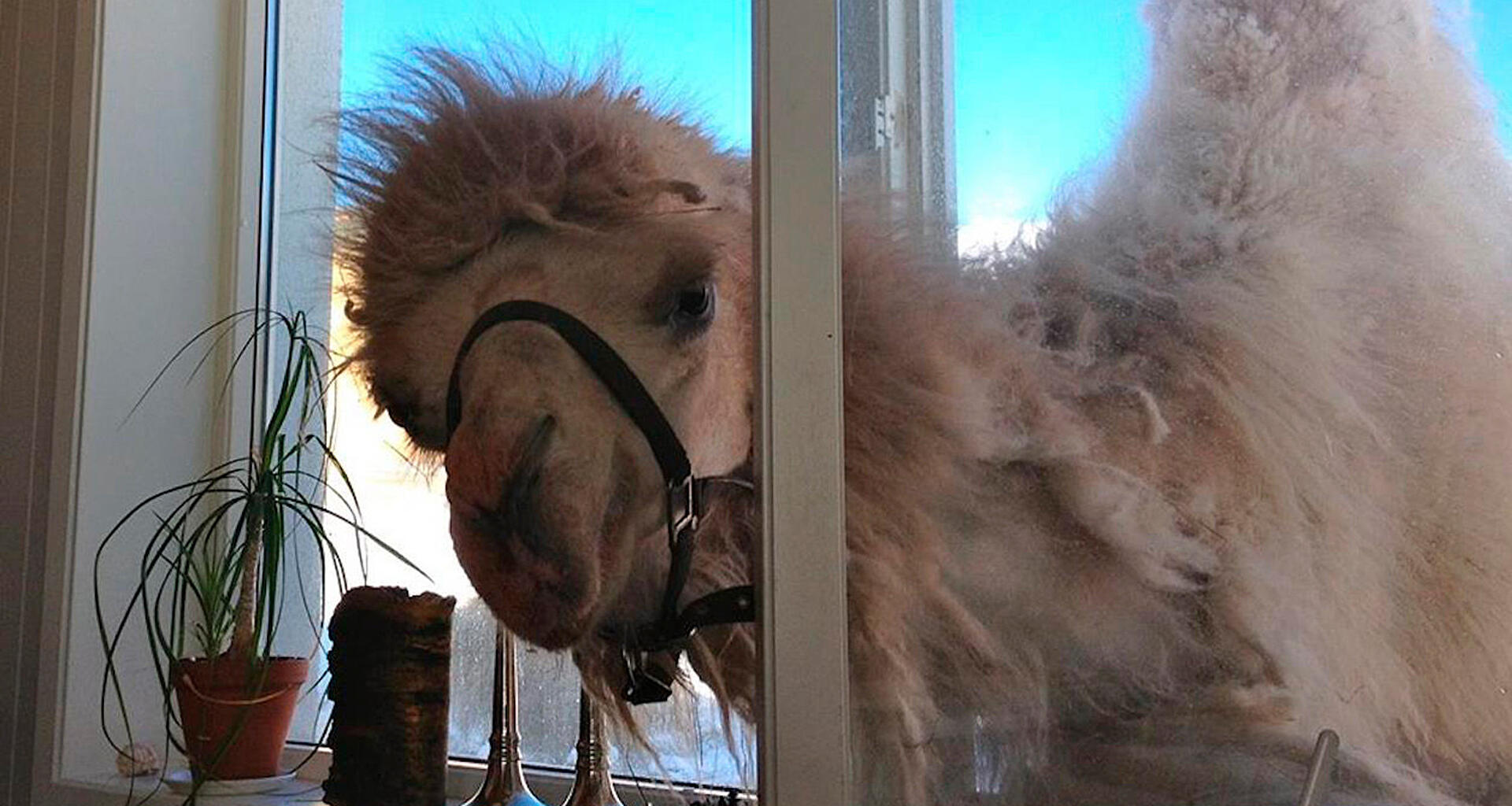 De arktiske kameler 1:3