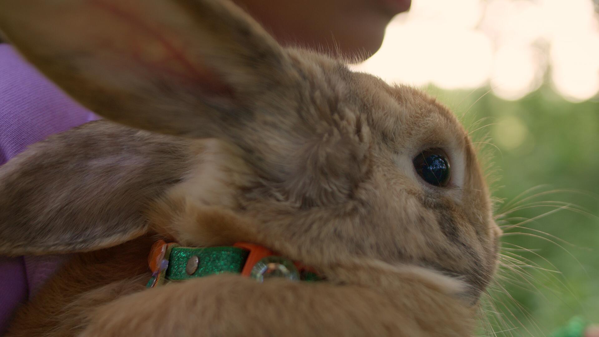 Hoppende hjerter 5:7 - Hop og sjov på dyrskuet