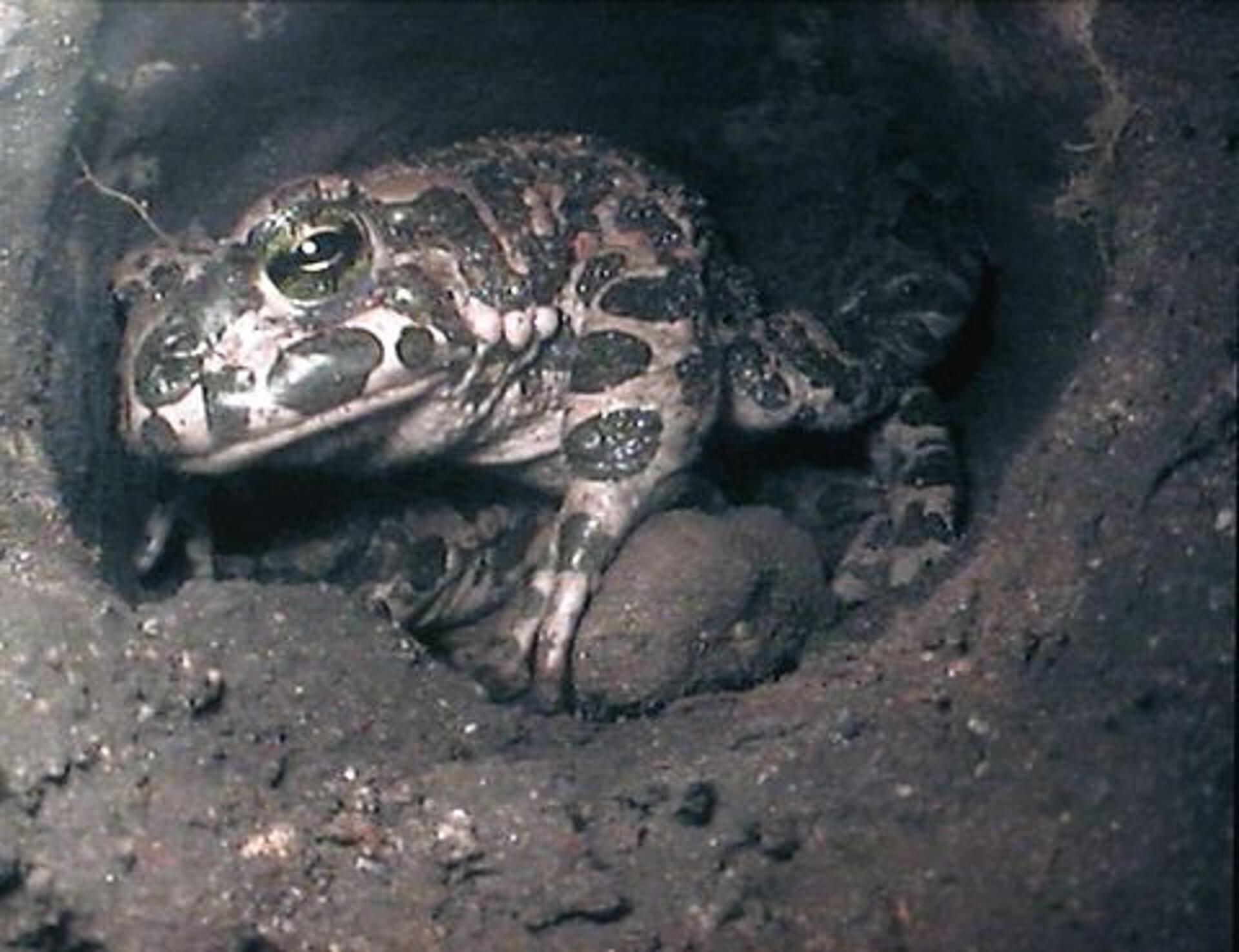 Paddernes forunderlige verden - vovehalsen