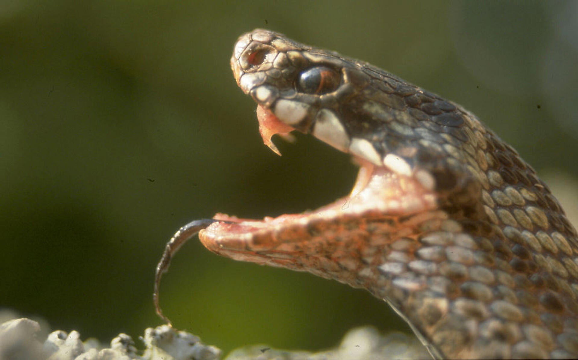 Den giftige : hugormen og dens naboer