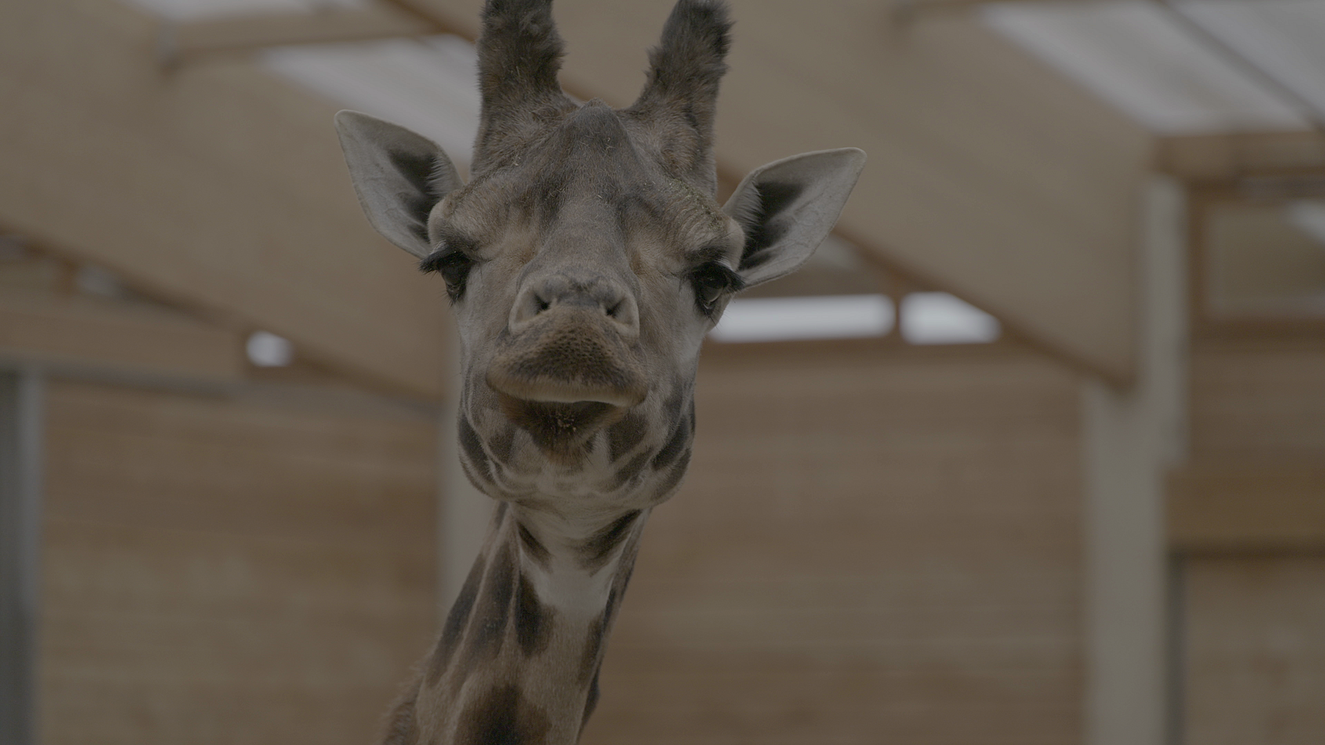 Livet og andre problemer