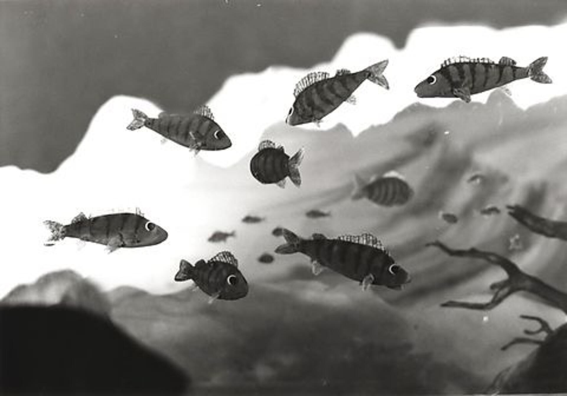 Aborresøen - Vinter