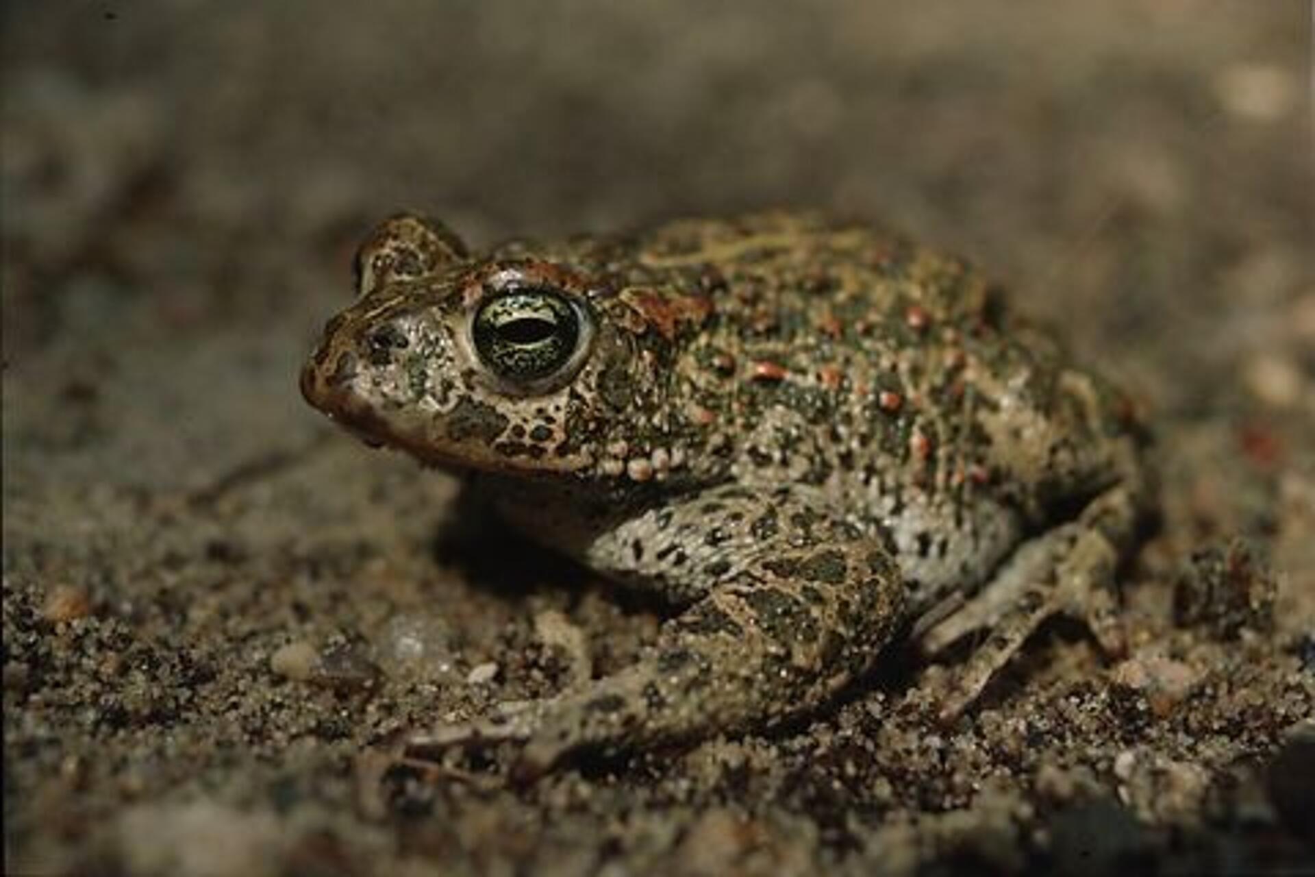 Paddernes forunderlige verden - vagabonden og den trofaste