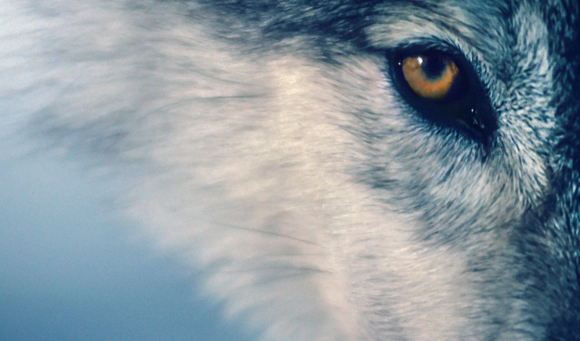 Medicine of the wolf