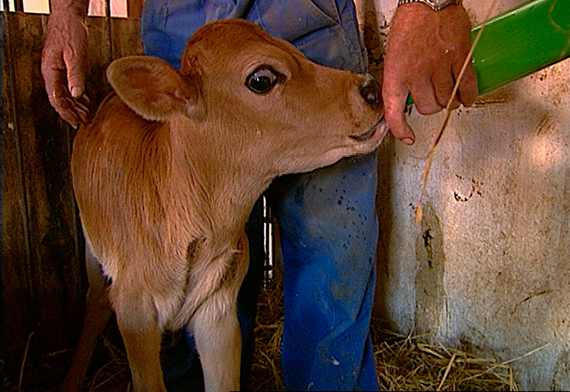 Tyrekalven Baldur (lang version)