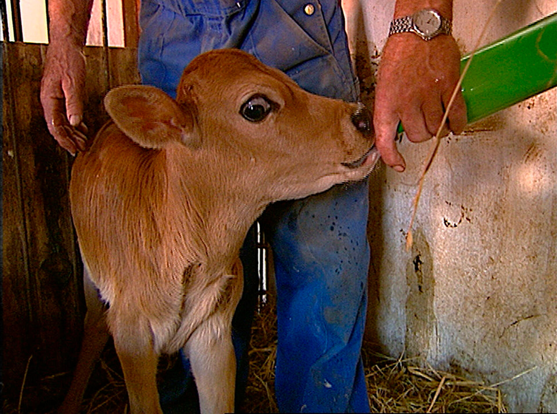 Tyrekalven Ferdinand (kort version)