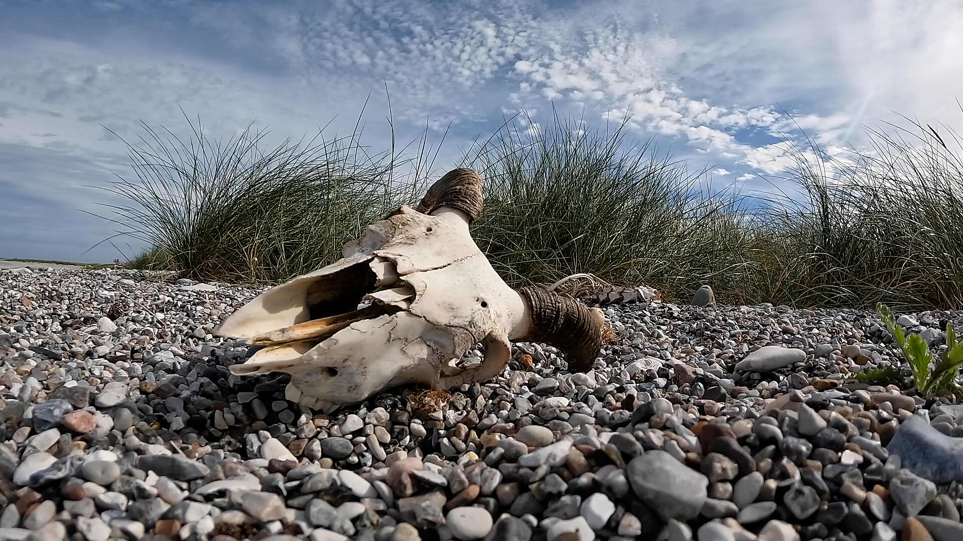 Den vilde natur i EU - kan den reddes?