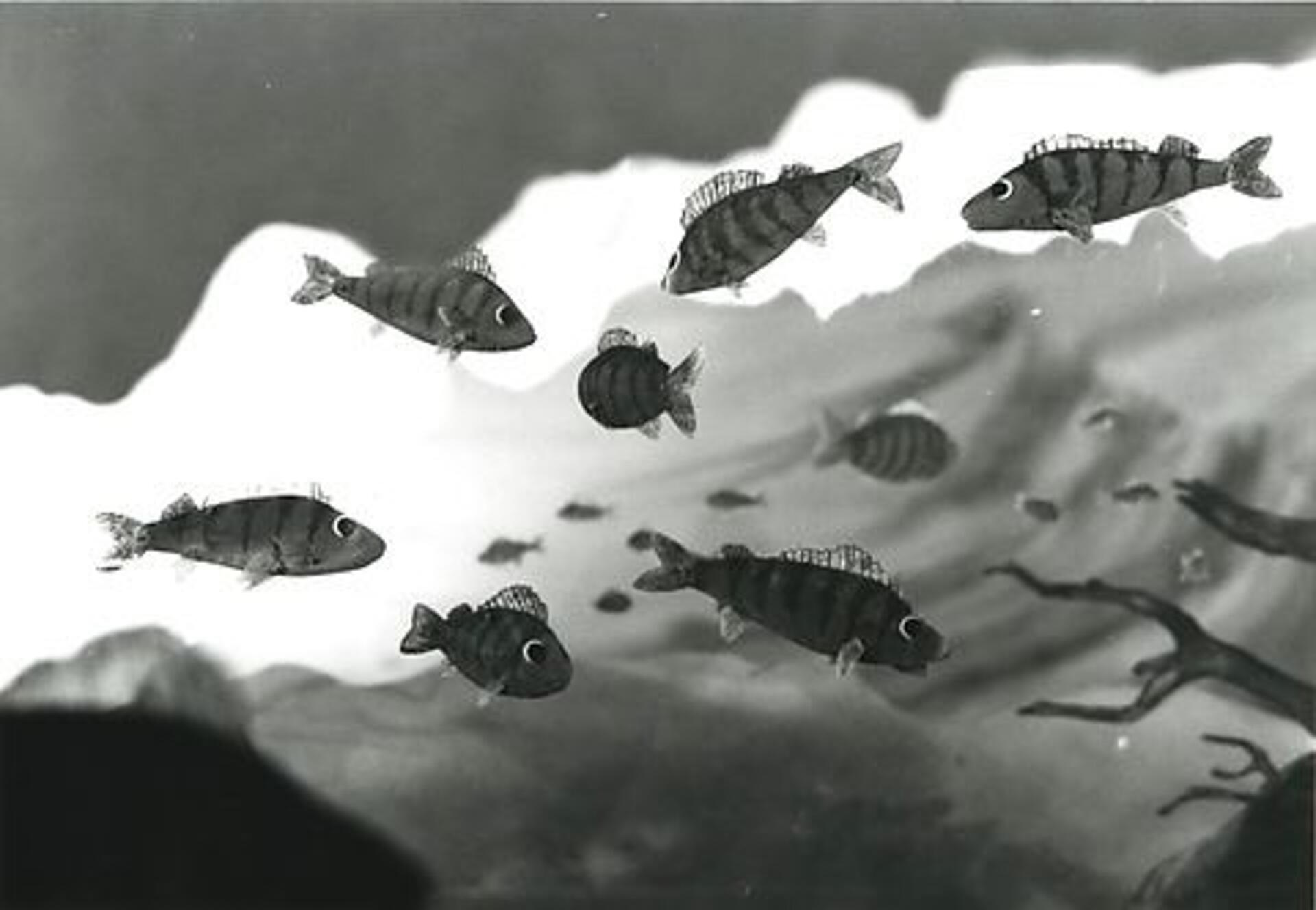 Aborresøen - Forurening