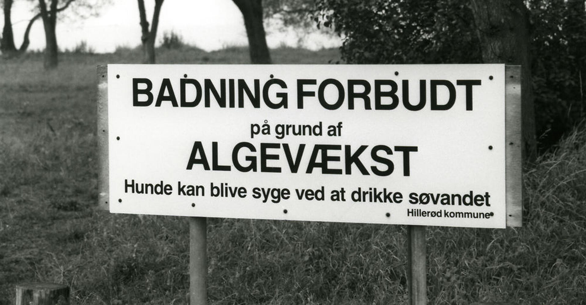 Spildevandet blomstrer