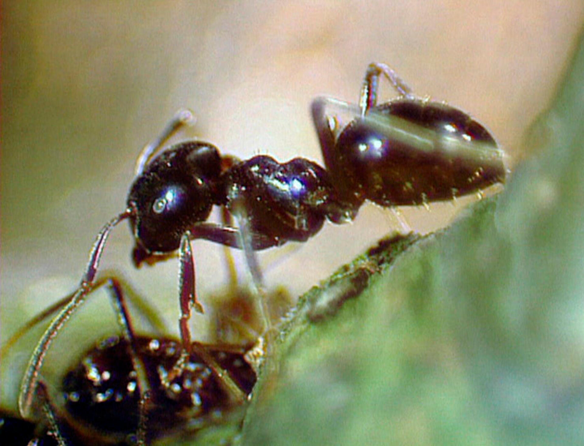 Safari Europa - Myre