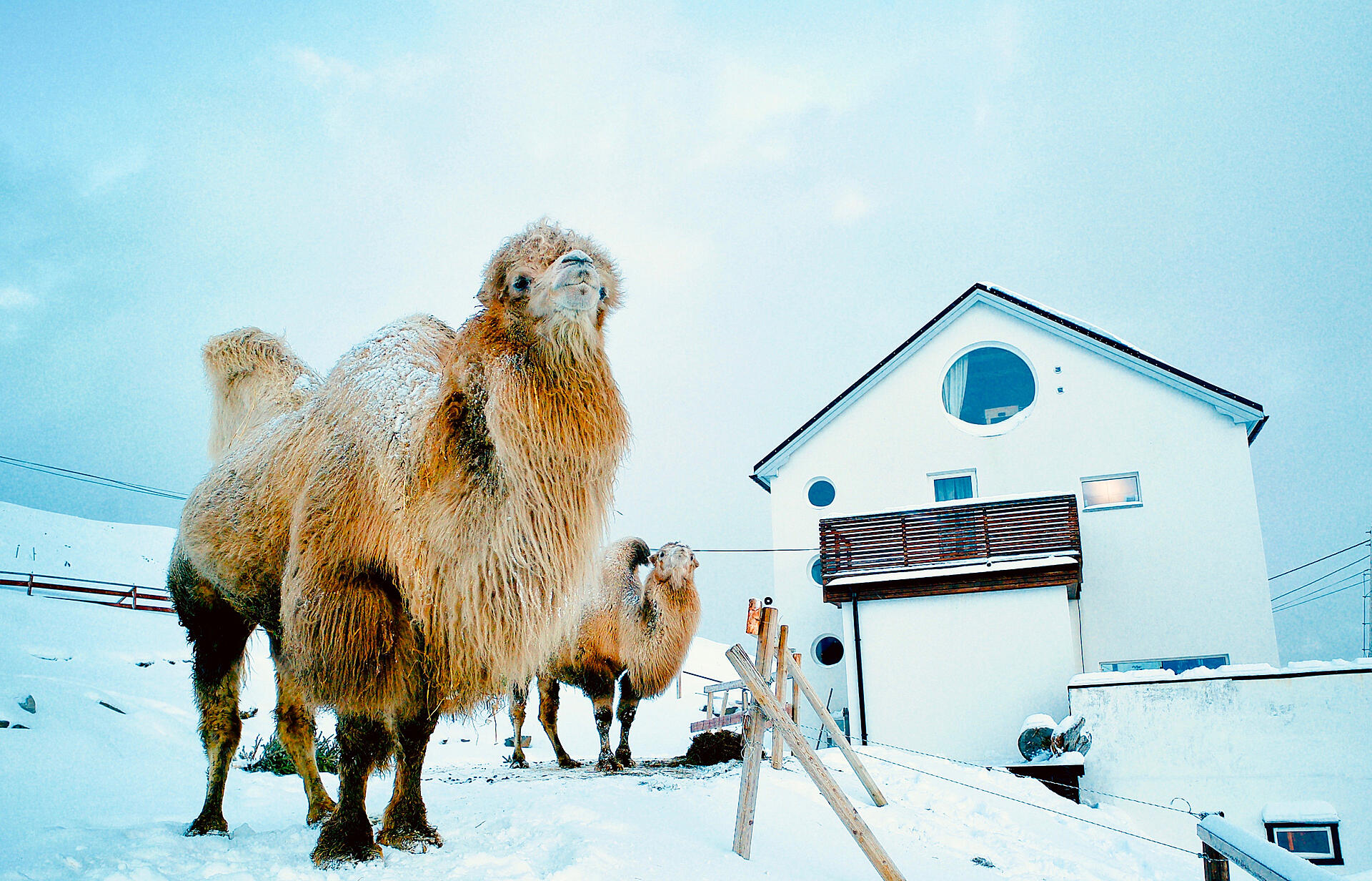 De arktiske kameler 2:3