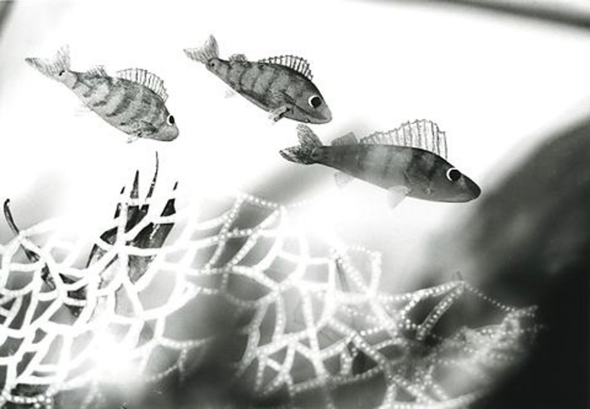 Aborresøen - Aborrens børn