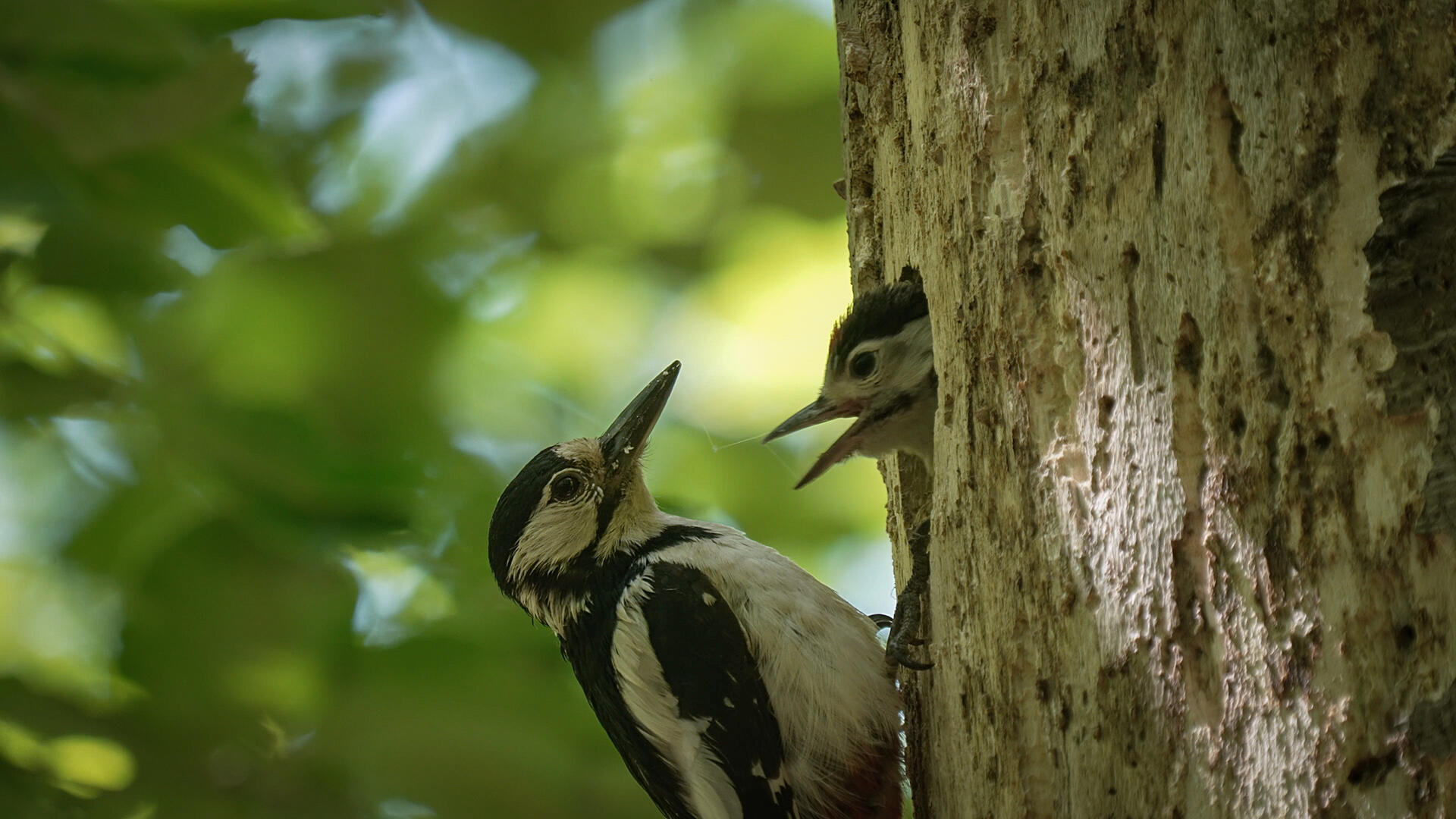 Se skoven med nye øjne