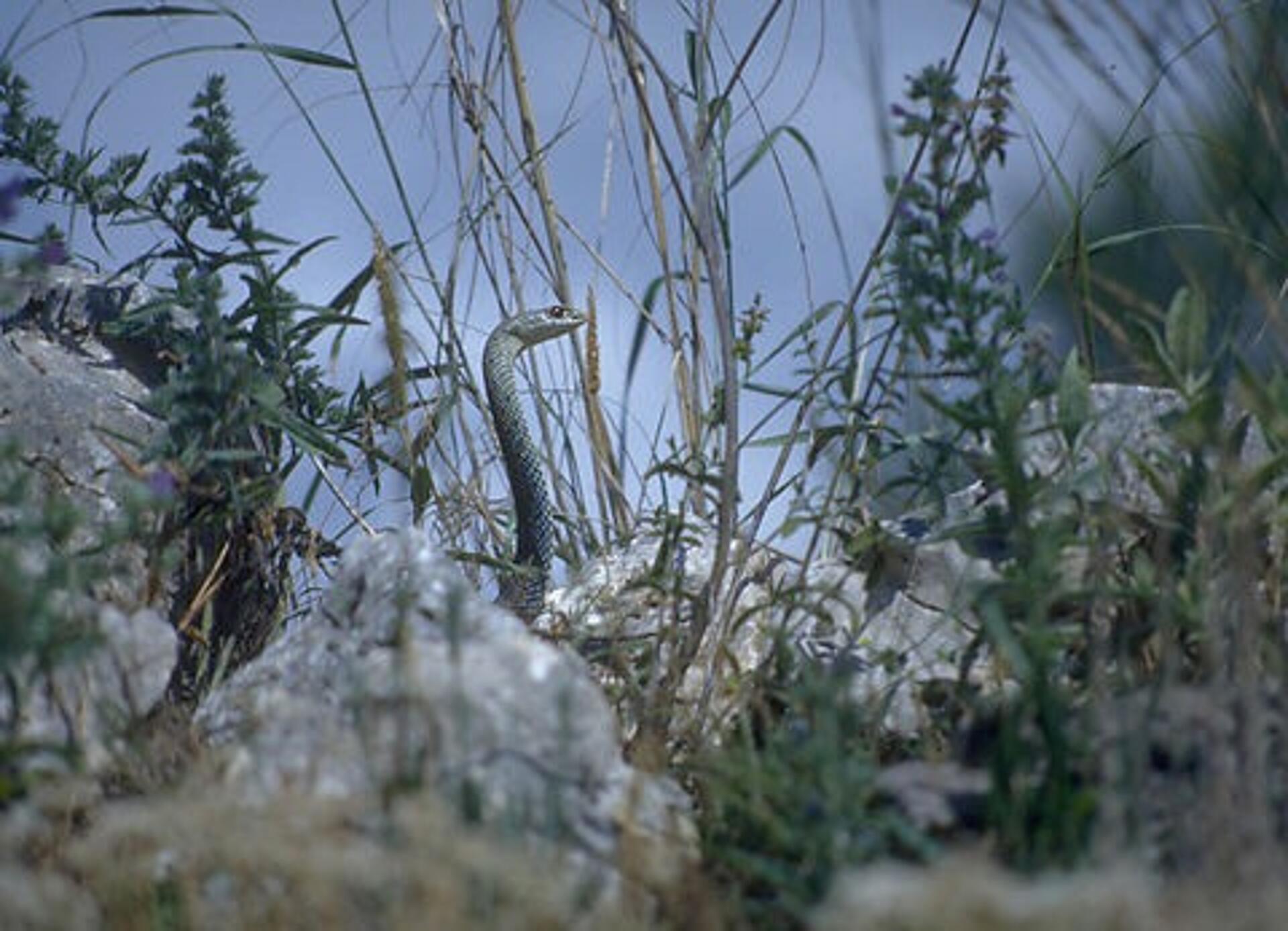 Den stolte - kongen af Provence - øglesnogen