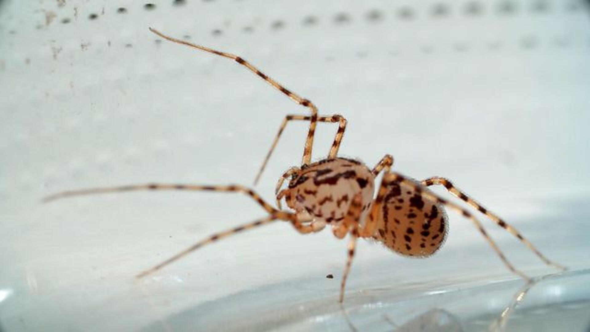 Edderskønne edderkopper - spytteedderkoppen