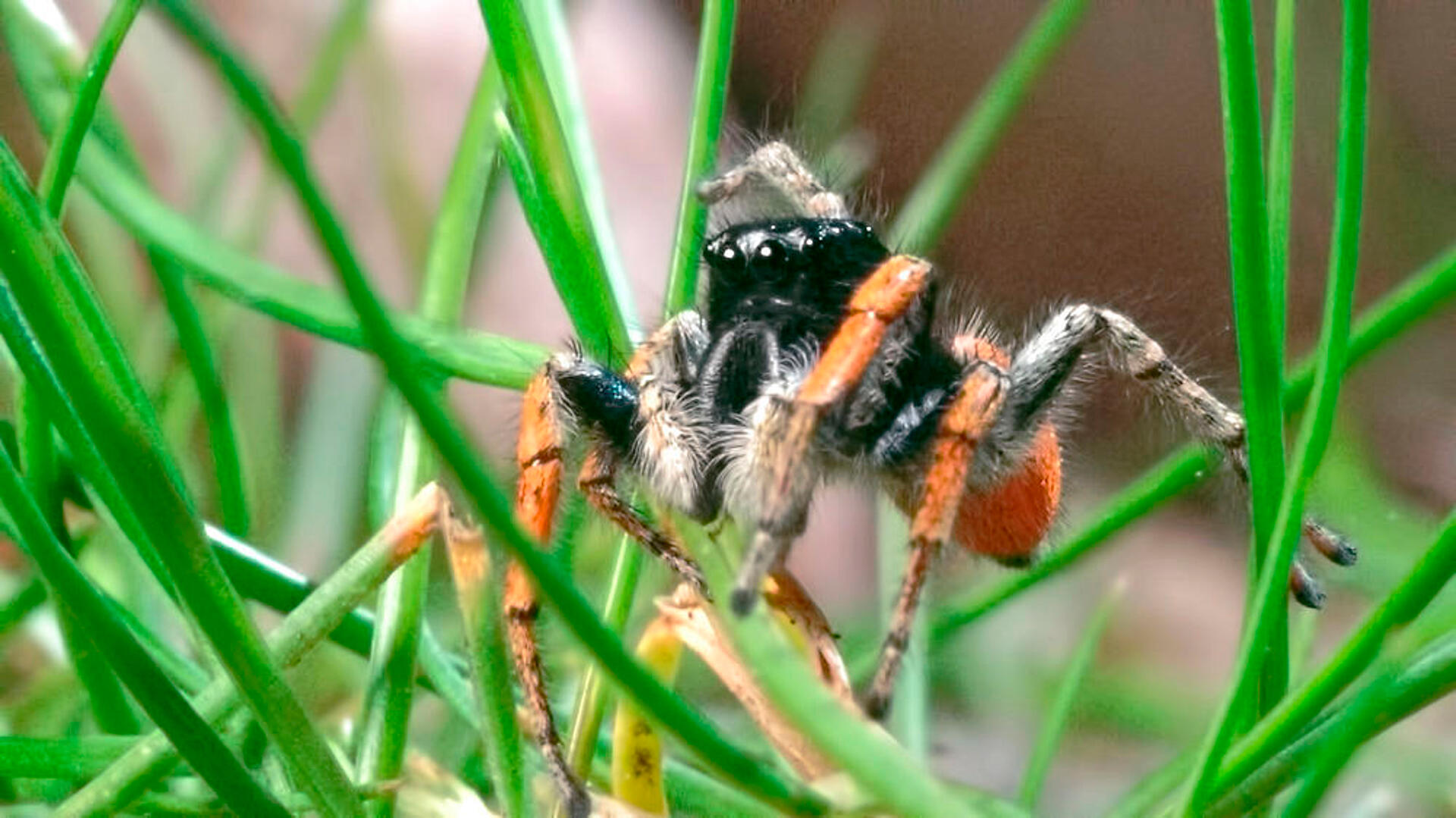 Edderskønne edderkopper - springedderkoppen