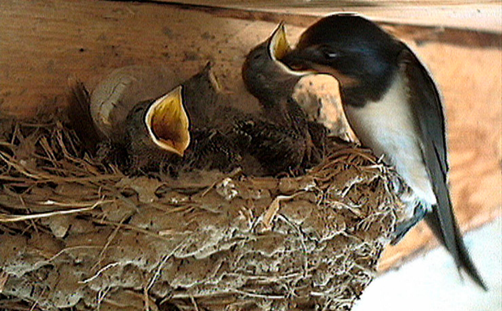 Safari Europa - Svale