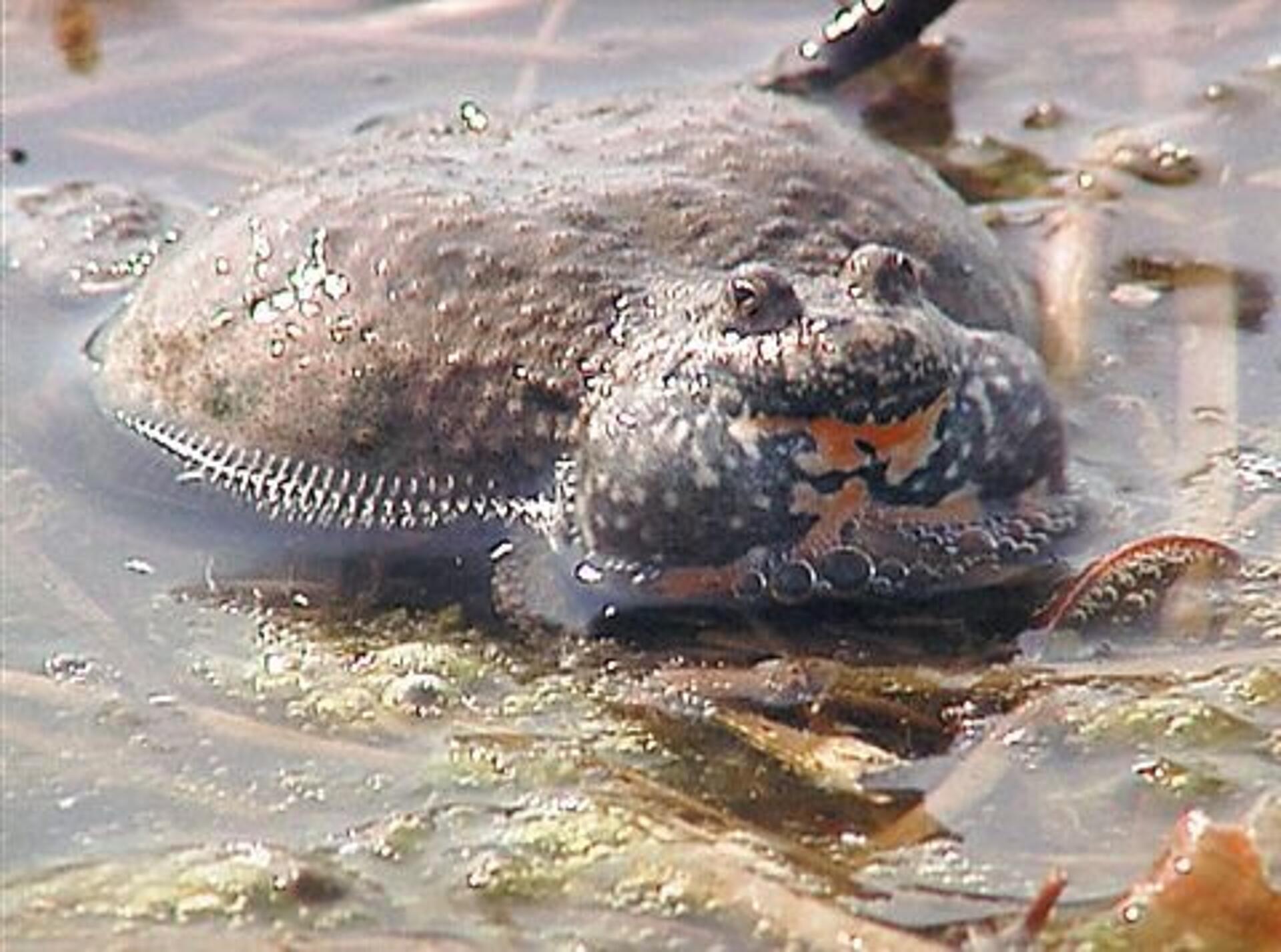 Paddernes forunderlige verden - musikanten og kartoffeltrolden