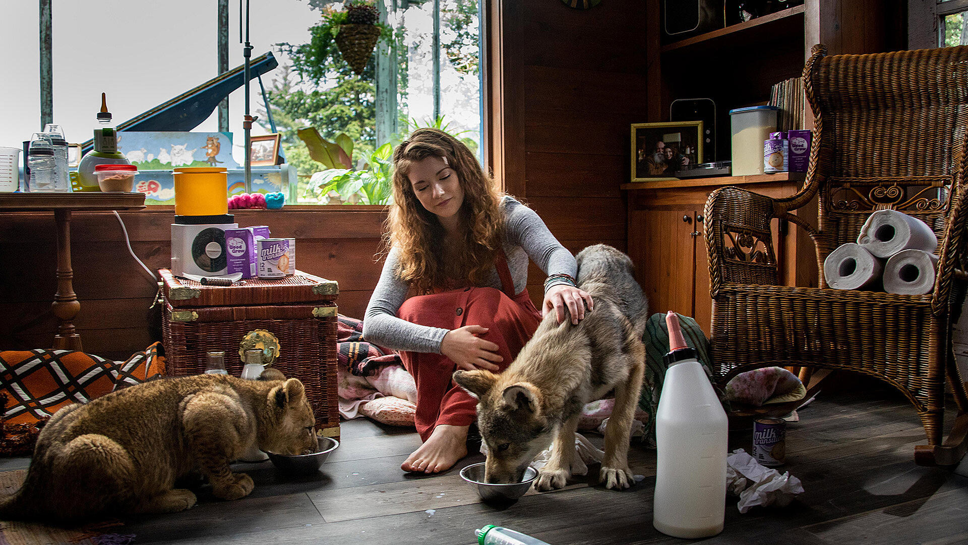 The wolf and the lion