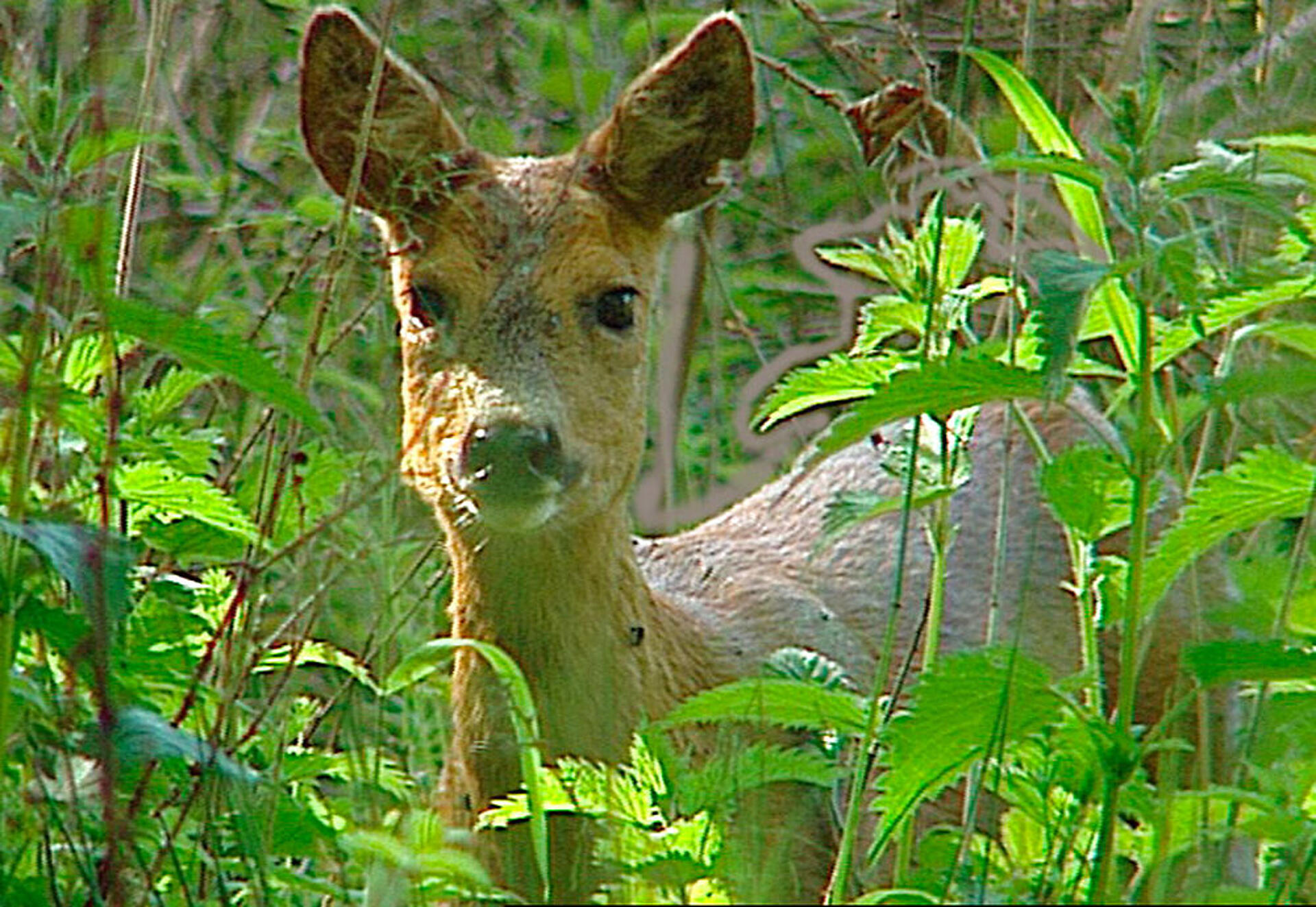 Safari Europa - Rådyr