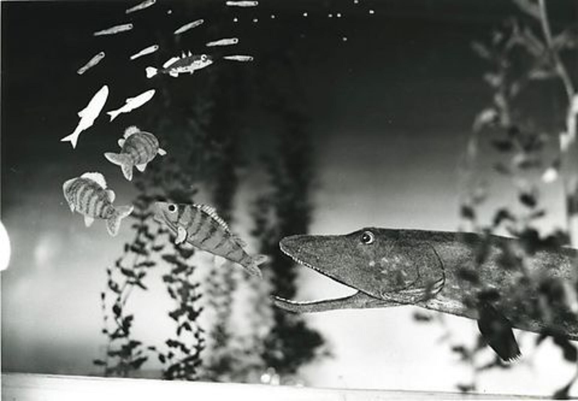 Aborresøen - Fødekæden