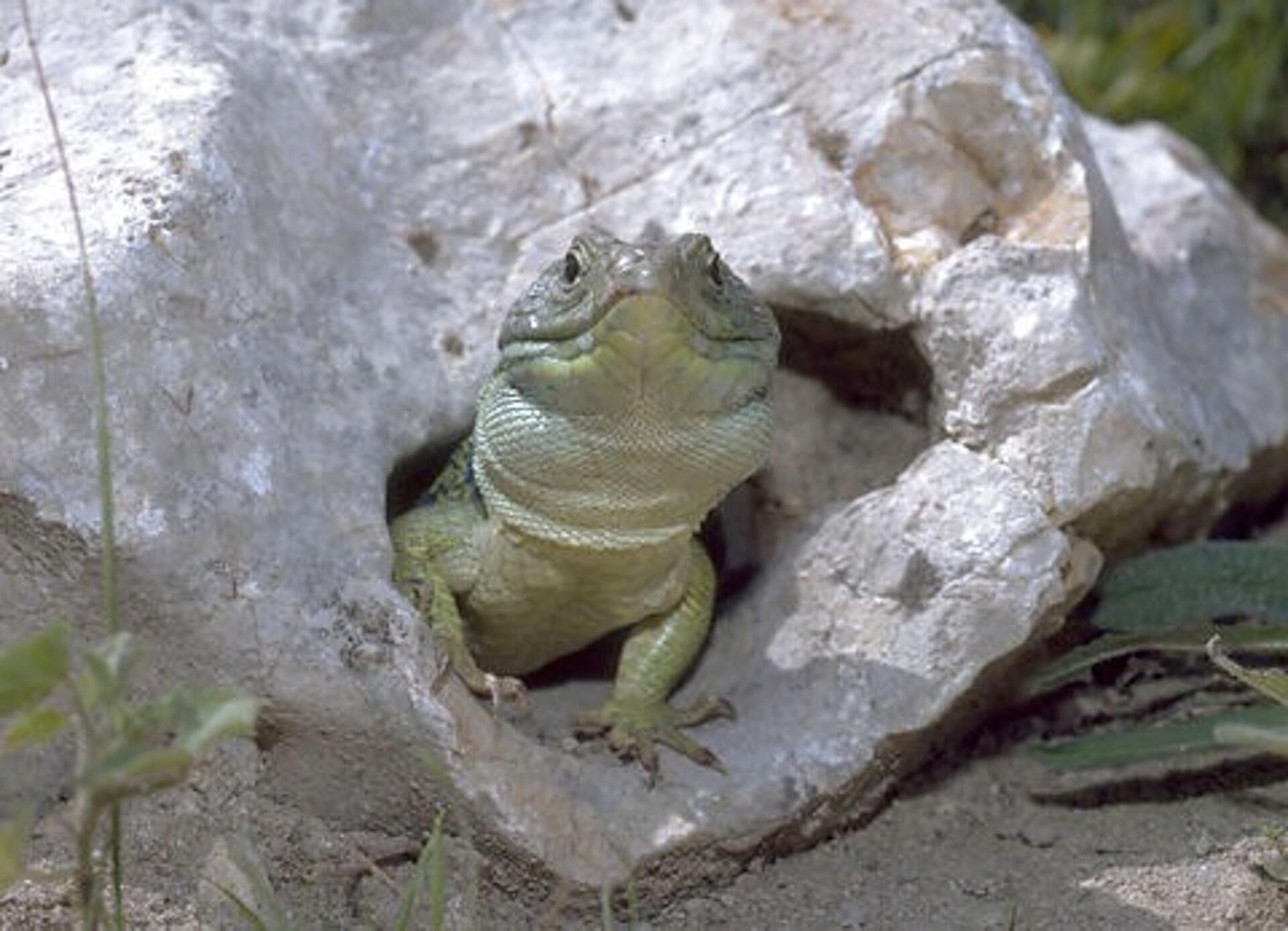 Den sjove - perleøglen