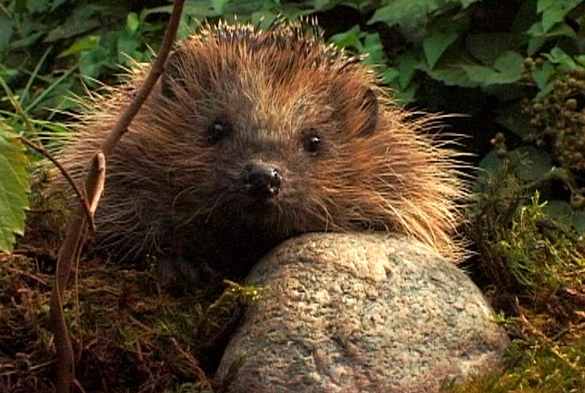 Safari Europa - Pindsvin