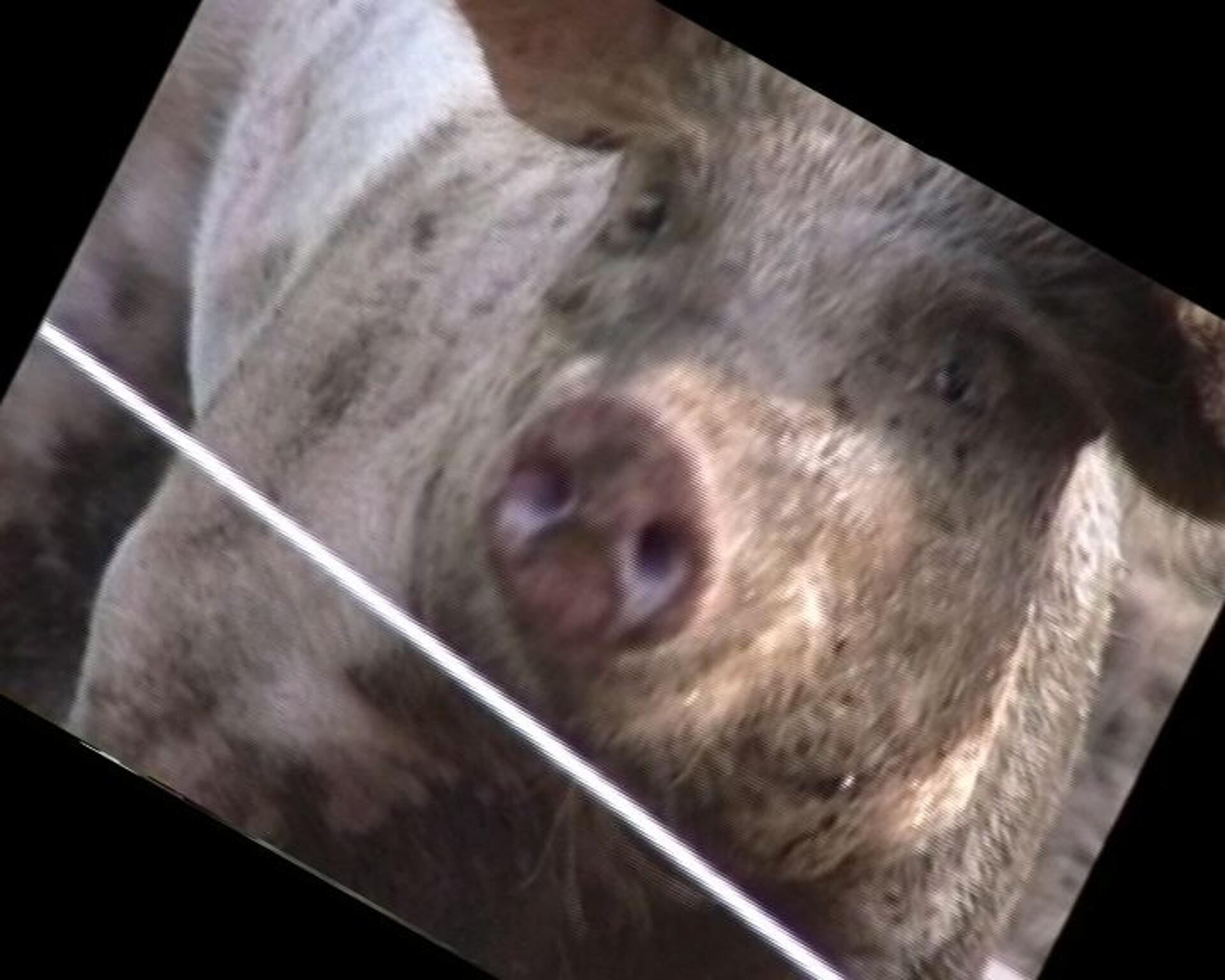 Dyrk din egen flæskesteg