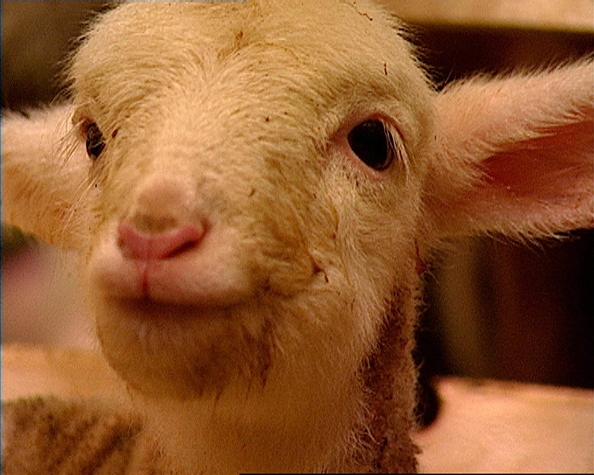 Fåret Colette (lang version)