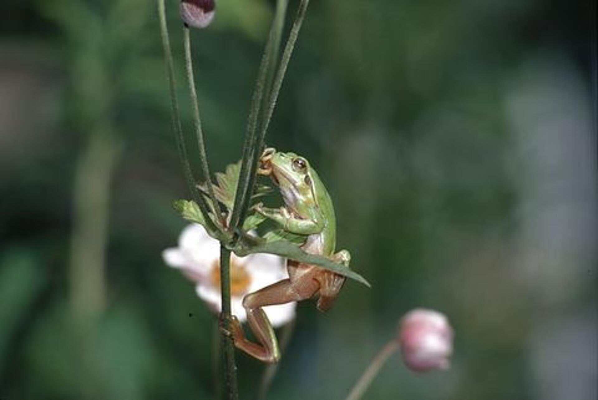 Paddernes forunderlige verden - akrobaten