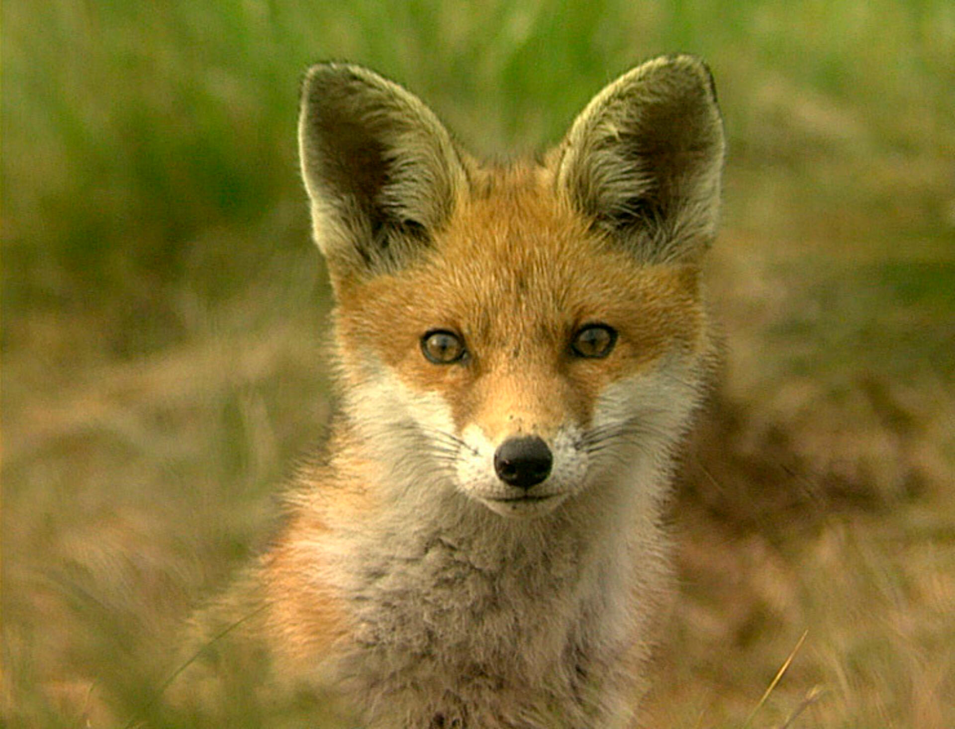 Safari Europa - Ræv