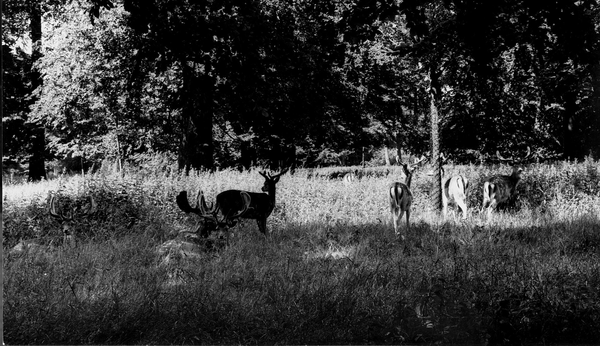 Dyrehaven - den romantiske skov