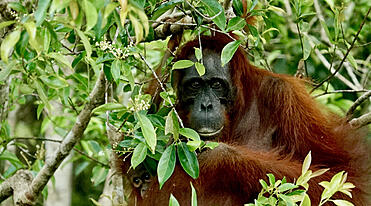 Palmeolie i orangutangernes land