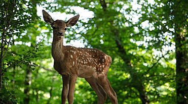 Bambi - livet i skoven