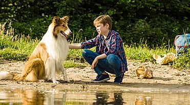 Lassie kommer hjem