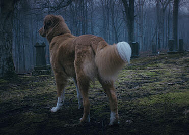 Indie-gyserens mørke afkroge